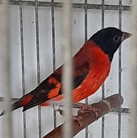 Cardinalini del Venezuela blocco