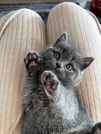 Gattini British Shorthair - Vaccinati, Microchippa