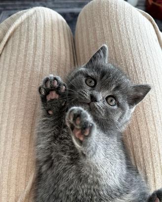 Gattini British Shorthair - Vaccinati, Microchippa