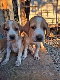 Cuccioli bracco pointer