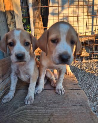 Cuccioli bracco pointer