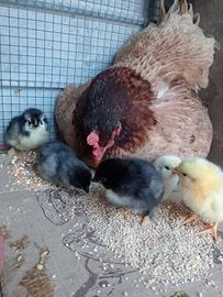 Galli e galline