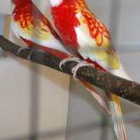 Coppie parrocchetti roselle