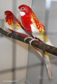 Coppie parrocchetti roselle