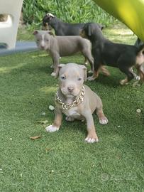 Pitbull tricolor