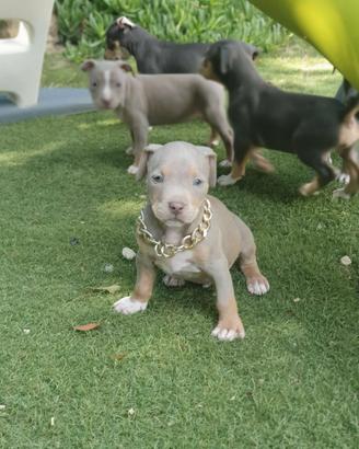 Pitbull tricolor