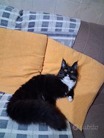 Gatto di Maine coon
