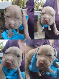 Cuccioli di American Pitbull terrier con pedigree
