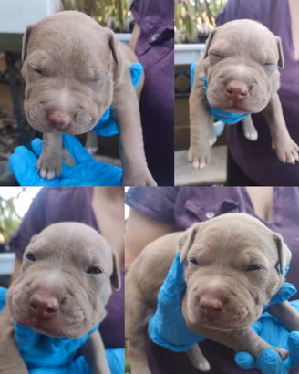 Cuccioli di American Pitbull terrier con pedigree