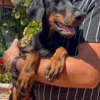 Dobermann Cuccioli