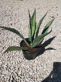 Agave americana