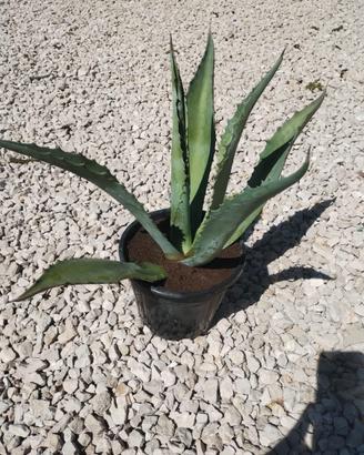 Agave americana