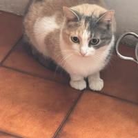 Gattina