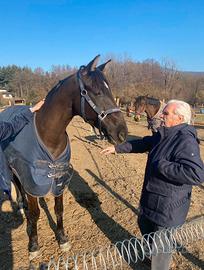Cavallo trotter Francese