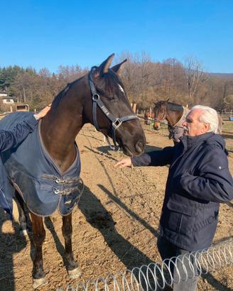 Cavallo trotter Francese
