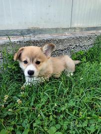 Cuccioli di Welsh Corgi Pembroke