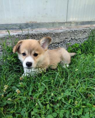 Cuccioli di Welsh Corgi Pembroke