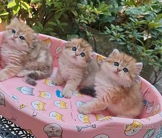 Cuccioli Scottish fold e straight Highland