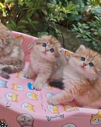 Cuccioli Scottish fold e straight Highland