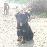 Cuccioli meticci di cane