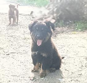 Cuccioli meticci di cane