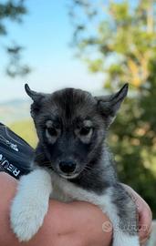 Siberian husky agouti