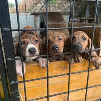 Segugi maremmani cuccioli