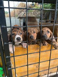 Segugi maremmani cuccioli