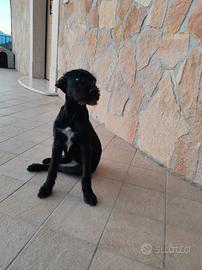 Cuccioli meticci