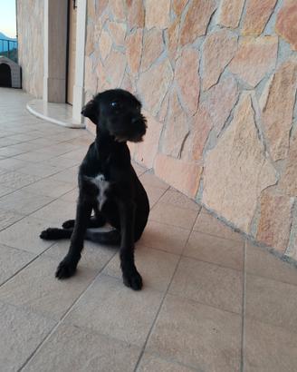 Cuccioli meticci