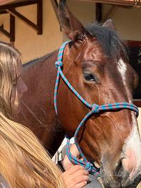 Quarter horse