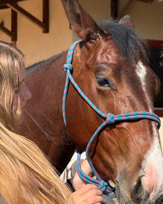 Quarter horse