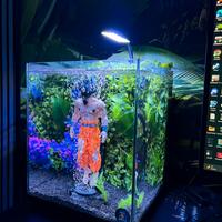 Acquario dragon ball (Goku)