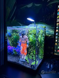 Acquario dragon ball (Goku)