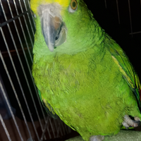 Amazzone fronte gialla