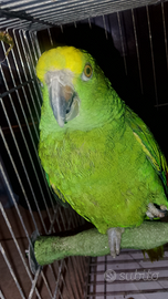 Amazzone fronte gialla