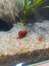 Planorbarius Red Gold