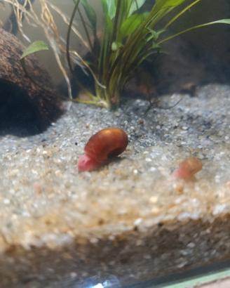 Planorbarius Red Gold