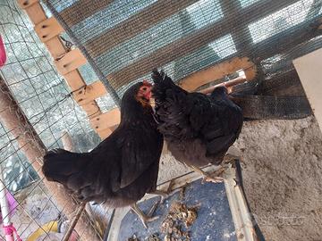 Galline