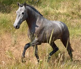 Cavalla andalusa p.r.e