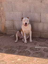 Amstaff per accoppiamento