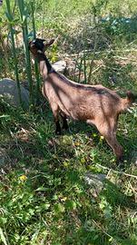 Capre camoscio dell'alpi