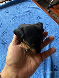 Bassotti kaninchen