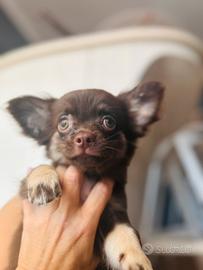Chihuahua