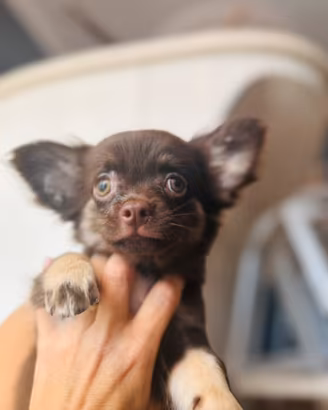 Chihuahua