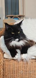 Maine Coon femmina in rehoming