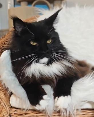 Maine Coon femmina in rehoming