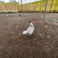Galline