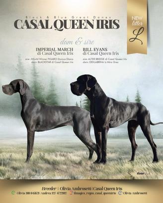 Cuccioli Alano blu e nero