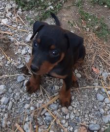 Cuccioli di Pincher, Zwergpinscher